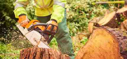 Tree Surgeon Cost Guide