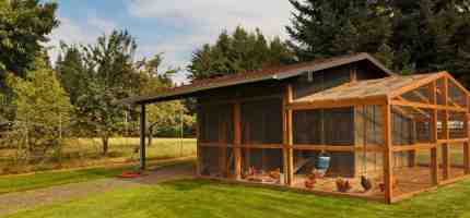 Cost to Build a Chicken Coop