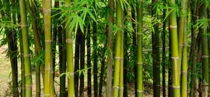 Bamboo Removal Cost Guide for Homeowners